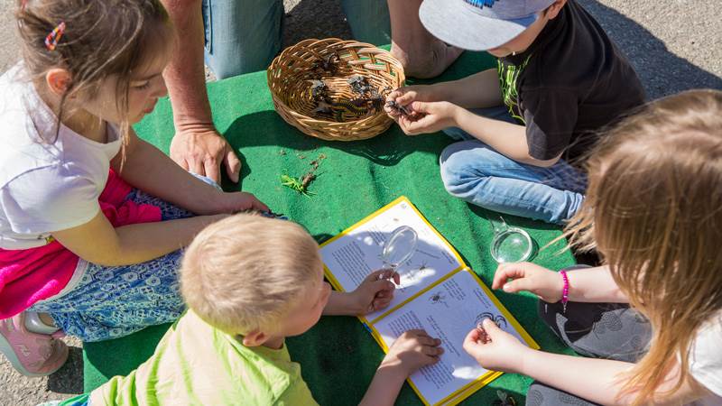 Barn utomhus som studerar insekter